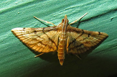 Marasmia cochrusalis