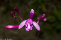Bletia greenwoodiana
