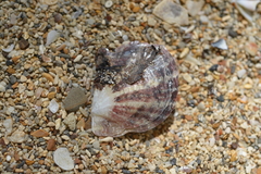 Pinctada maculata