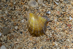 Pinctada maculata