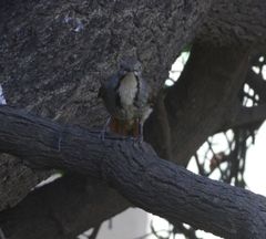 Cichladusa arquata