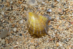 Pinctada maculata