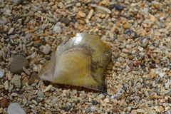 Pinctada maculata