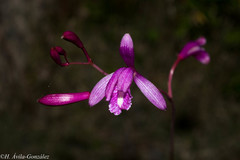 Bletia greenwoodiana