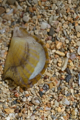 Pinctada maculata