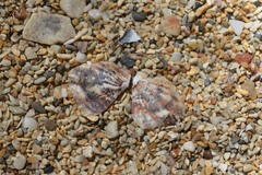 Pinctada maculata