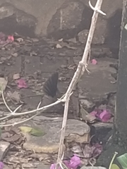 Rhipidura albogularis