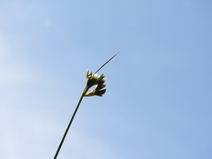 Juncus capillaceus