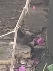 Rhipidura albogularis