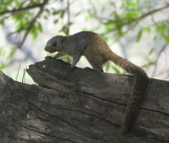 Heliosciurus mutabilis