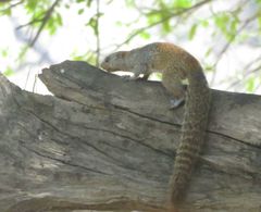 Heliosciurus mutabilis