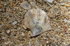 Pinctada maculata