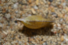 Pinctada maculata
