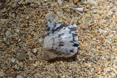 Pinctada maculata