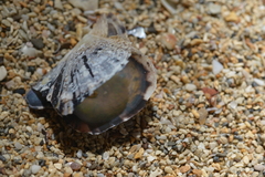 Pinctada maculata