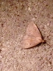 Zanclognatha jacchusalis