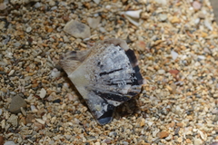 Pinctada maculata