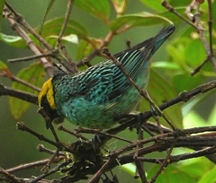 Tangara xanthocephala