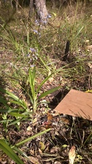 Dianella caerulea caerulea