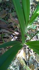 Dianella caerulea caerulea