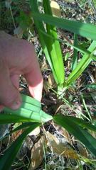 Dianella caerulea caerulea