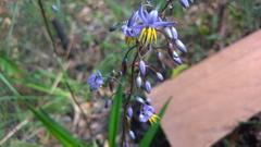 Dianella caerulea caerulea