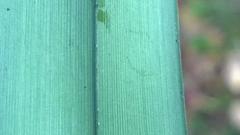 Dianella caerulea caerulea