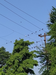 Columba livia domestica