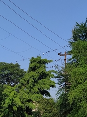 Columba livia domestica