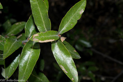 Quercus durifolia