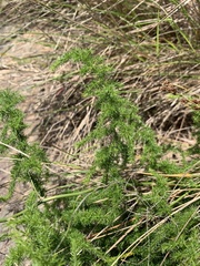 Asparagus setaceus