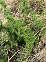 Asparagus setaceus