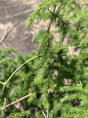 Asparagus setaceus