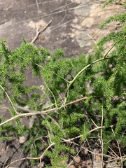 Asparagus setaceus
