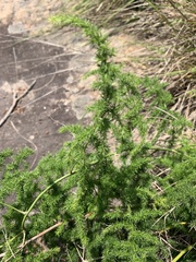 Asparagus setaceus