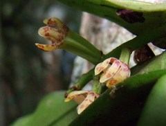 Pomatocalpa macphersonii