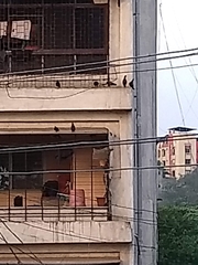 Columba livia domestica