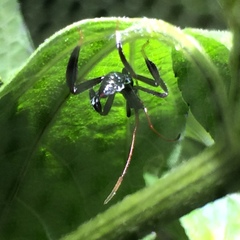 Acanthocephala femorata