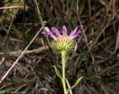 Xanthisma gymnocephalum