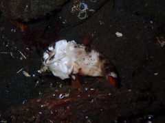 Rhamphocottus richardsonii