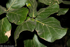Quercus jonesii