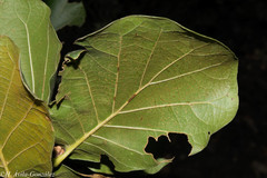 Quercus jonesii
