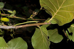 Quercus jonesii
