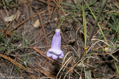 Penstemon stenophyllus