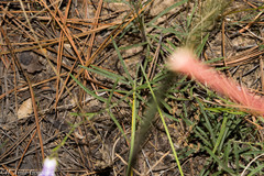 Penstemon stenophyllus