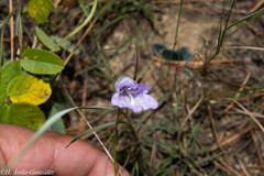 Penstemon stenophyllus