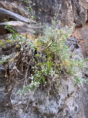Galium multiflorum