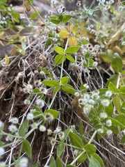 Galium multiflorum