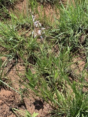 Stachys nigricans