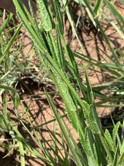 Stachys nigricans